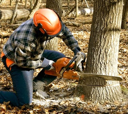Tree Removal in Wilmot, AR
